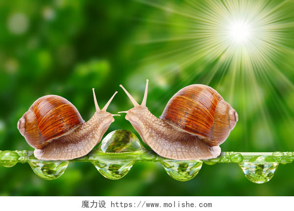 两只蜗牛在小草上做游戏传统二十四节气24节气惊蛰